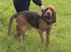 Indignación en Italia por la muerte de Bruno, perro policía asesinado
