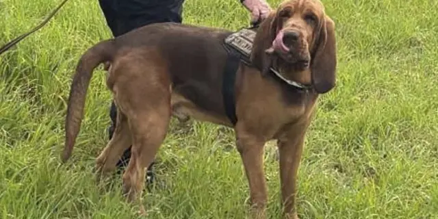 Indignación en Italia por la muerte de Bruno, perro policía asesinado