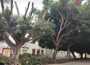 Fotos | Plaga afecta emblemático árbol de Reforma