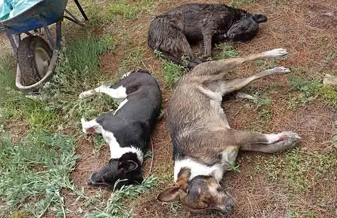 Condenan la muerte intencional de perros