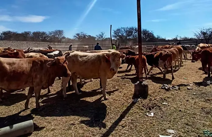 Cruzaron a EU 900 cabezas de ganado