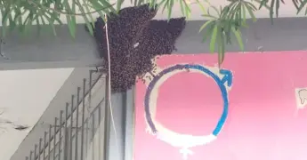 Desalojan escuela por un enjambre de abejas