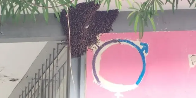 Desalojan escuela por un enjambre de abejas