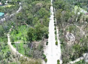 Alistan reforestación masiva en parque de Morales