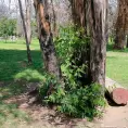 Anuncian reforestación masiva en Morales