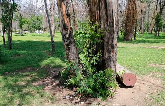 Anuncian reforestación masiva en Morales