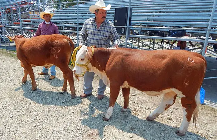 La Huasteca exportaría ganado a EU