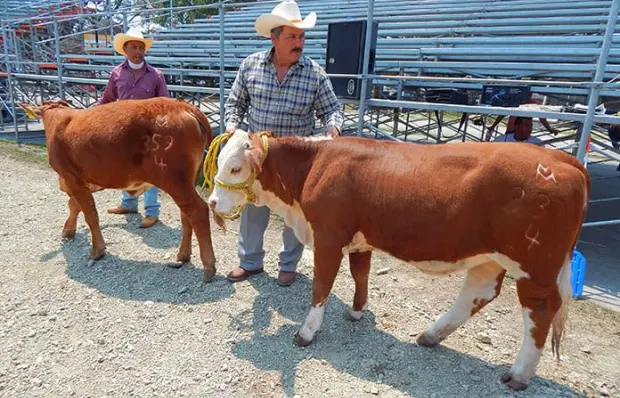 La Huasteca exportaría ganado a EU