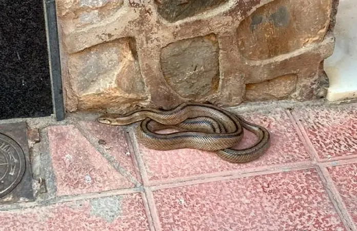 Bomberos atrapan una víbora