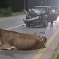 Conductor de camioneta embiste a vaca en carretera a Rioverde