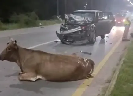 Camioneta atropella a vaca que se le atravesó