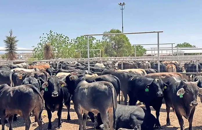 Millonarias pérdidas por cierre de frontera al ganado mexicano
