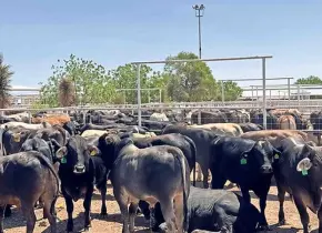 Millonarias pérdidas por cierre de frontera al ganado mexicano