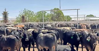 Millonarias pérdidas por cierre de frontera al ganado mexicano