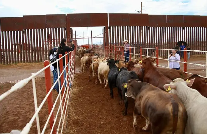 Cierre al ganado cuesta 661 mdd
