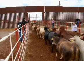 Cierre al ganado cuesta 661 mdd