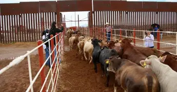 Cierre al ganado cuesta 661 mdd
