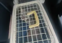 Fotos | Rescatan a tres ejemplares de fauna silvestre en Morales