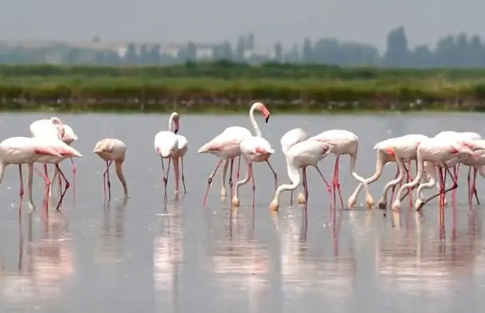 Flamencos causan estragos en cultivos