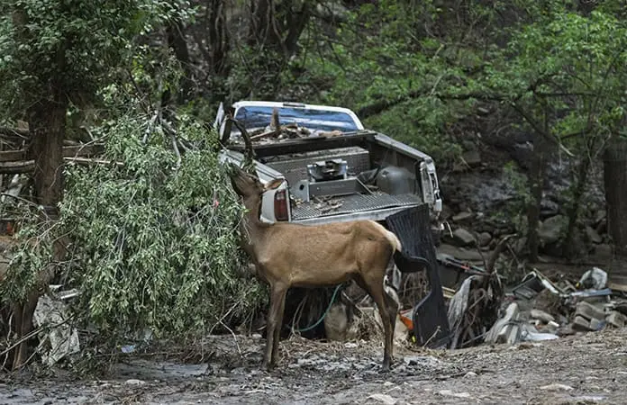 Inundación en Nuevo México afecta 200 casas