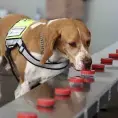 Los súper perros detectan al gusano