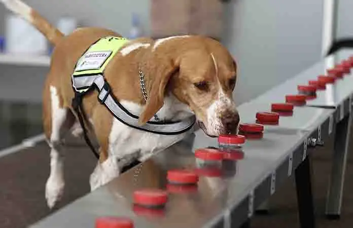 Los súper perros detectan al gusano