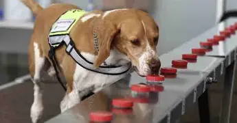 Los súper perros detectan al gusano