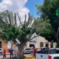 Podan árbol en Reforma, para su supervivencia