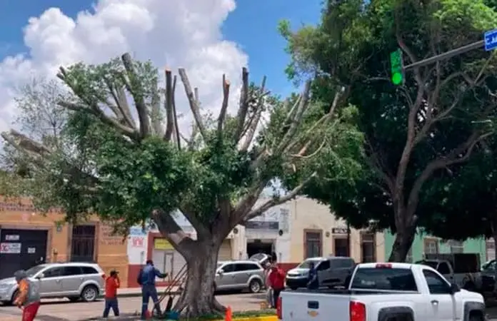 Podan árbol en Reforma, para su supervivencia