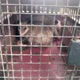 Agentes municipales rescatan fauna silvestre