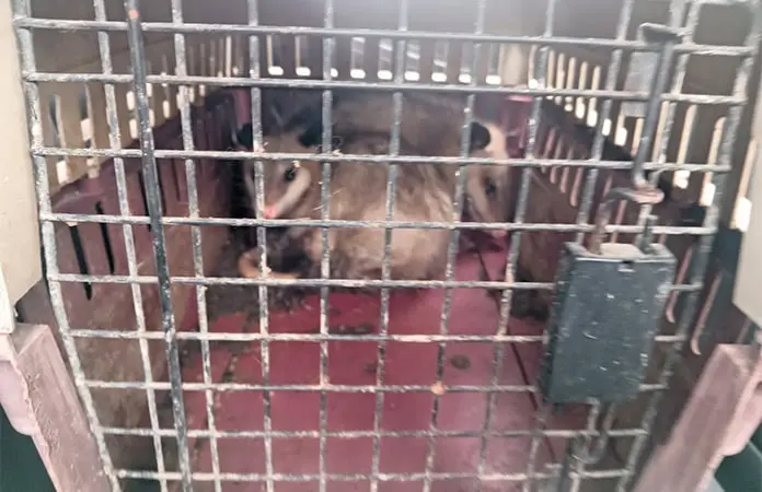 Agentes municipales rescatan fauna silvestre