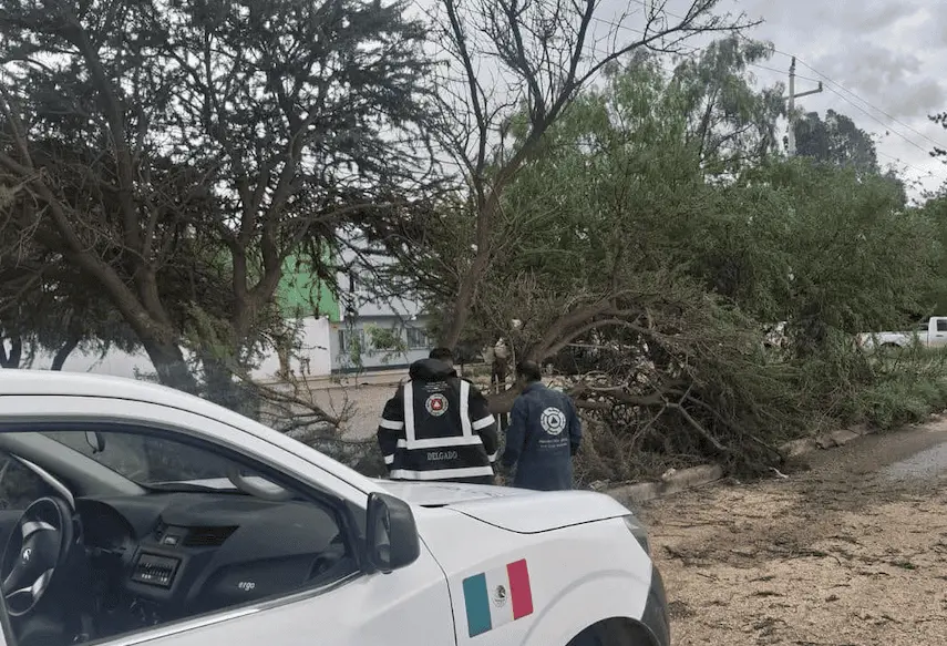 Arbol caído en la Zona Industrial