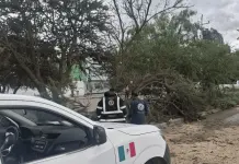 Árboles caídos y calles anegadas, el saldo de las lluvias