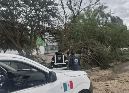 Árboles caídos y calles anegadas, el saldo de las lluvias