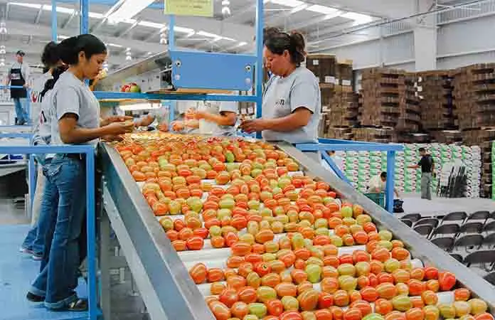 Subida en cuota de jitomate preocupa a productores de Morelos