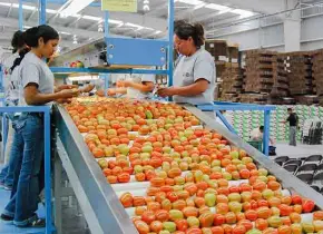 Subida en cuota de jitomate preocupa a productores de Morelos