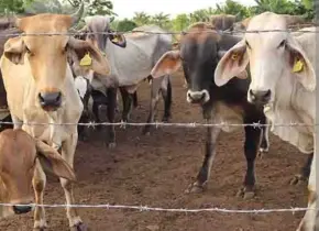 Cierra frontera y se frena la ganader&iacute;a huasteca