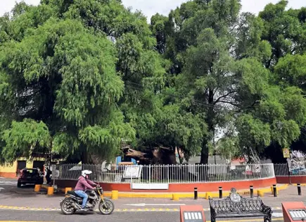Dan protección a árboles en CDMX