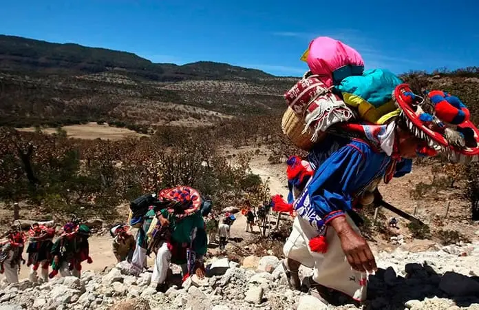 Declaratoria de Ruta Wixárika reconoce una tradición cultural viva: INAH