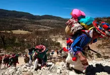 Declaratoria de Ruta Wix&aacute;rika reconoce una tradici&oacute;n cultural viva: INAH