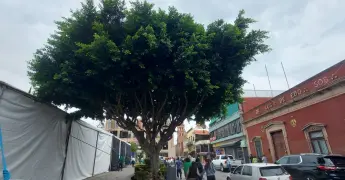 Declaran como patrimonio 100 árboles en la capital 