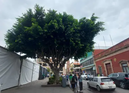 Declaran como patrimonio 100 árboles en la capital 