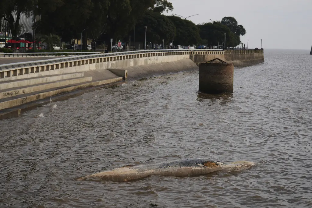 Encuentran ballena sin vida en costa de Buenos Aires