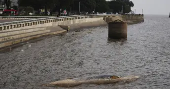 Encuentran ballena sin vida en costa de Buenos Aires
