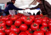 EU no puede cubrir demanda de jitomate: Claudia Sheinbaum EU no puede cubrir demanda de jitomate: Claudia Sheinbaum