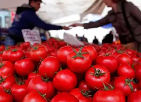 Cuota al jitomate mexicano afectará al mercado de EU: Sheinbaum 