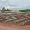 Preparan siembra de maíz y frijol