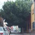 Protege Municipio 100 árboles urbanos 