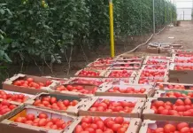 Mercados asiáticos, la opción para el tomate potosino: Sedeco Mercados asiáticos, la opción para el tomate potosino: Sedeco