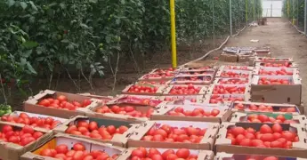 Mercados asiáticos, la opción para el tomate potosino: Sedeco